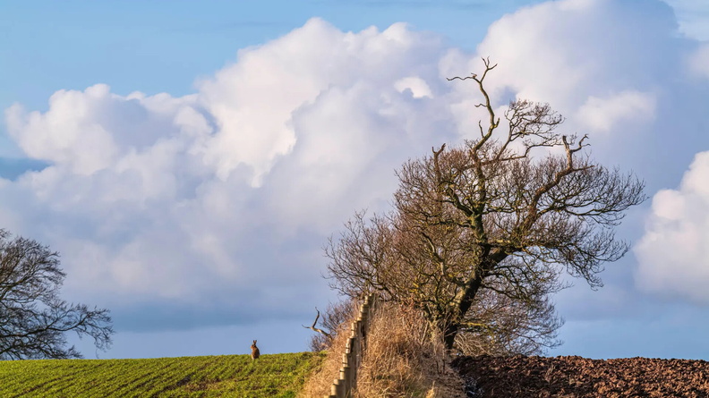 Brown hare on arable farmland near Kelso, Scottish Borders, Scotland, UK